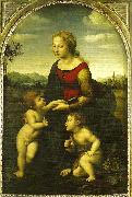 Raphael, virgin and child wild st.