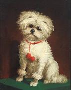 Anonymous, Portrait of a Maltese dog